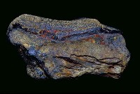 藏品(鹿角碎塊)的圖片